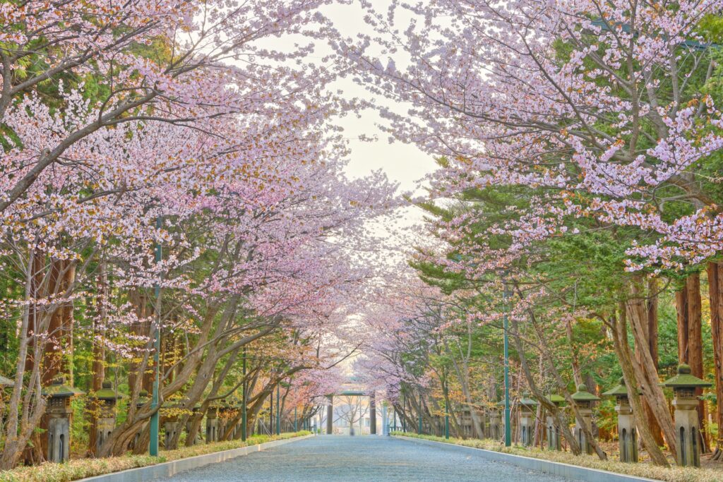 札幌市にある円山公園の桜並木