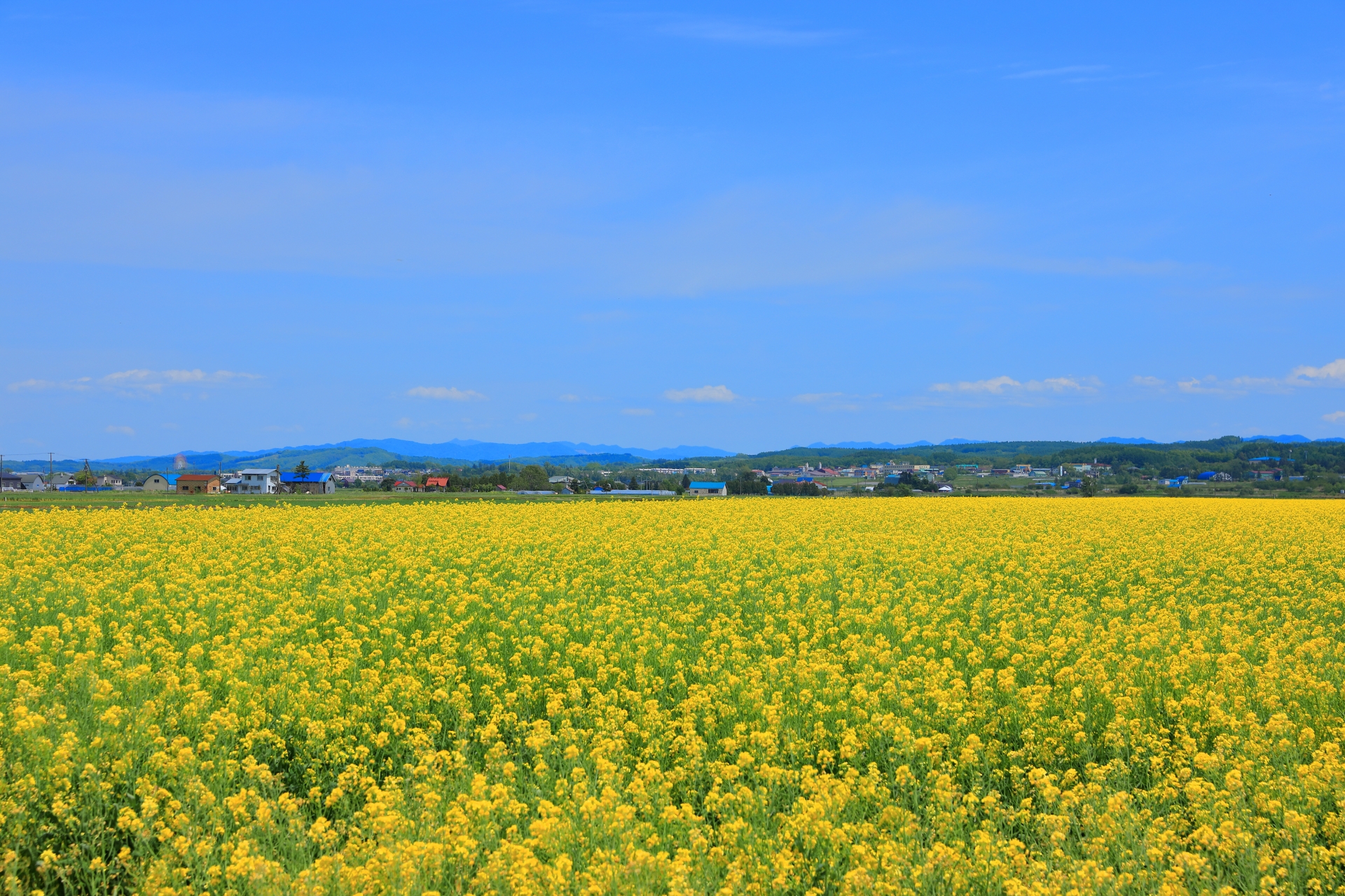 岩見沢市栗沢に広がる菜の花畑と遠くの山並み