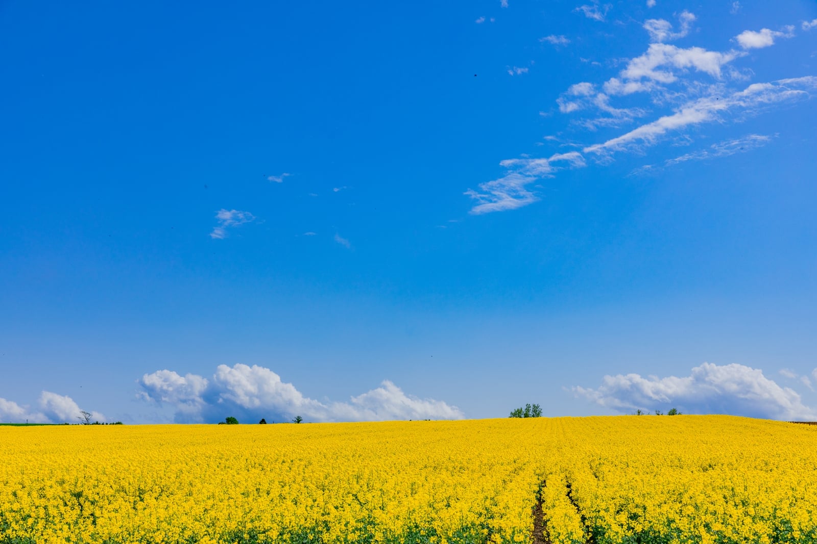 滝川市江部乙の菜の花畑と青空