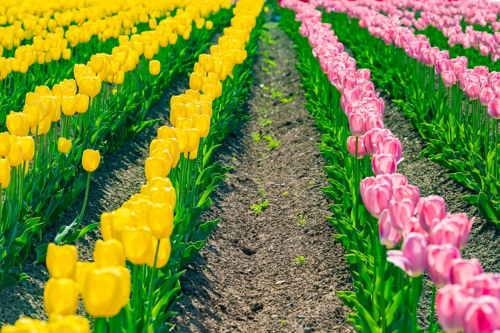 湧別町のかみゆうべつチューリップ公園の花畑