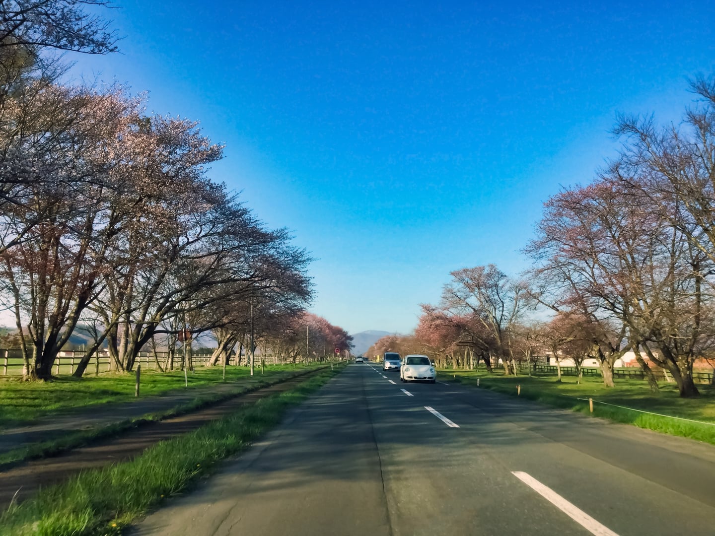 新ひだか町静内の二十間道路桜並木と道路