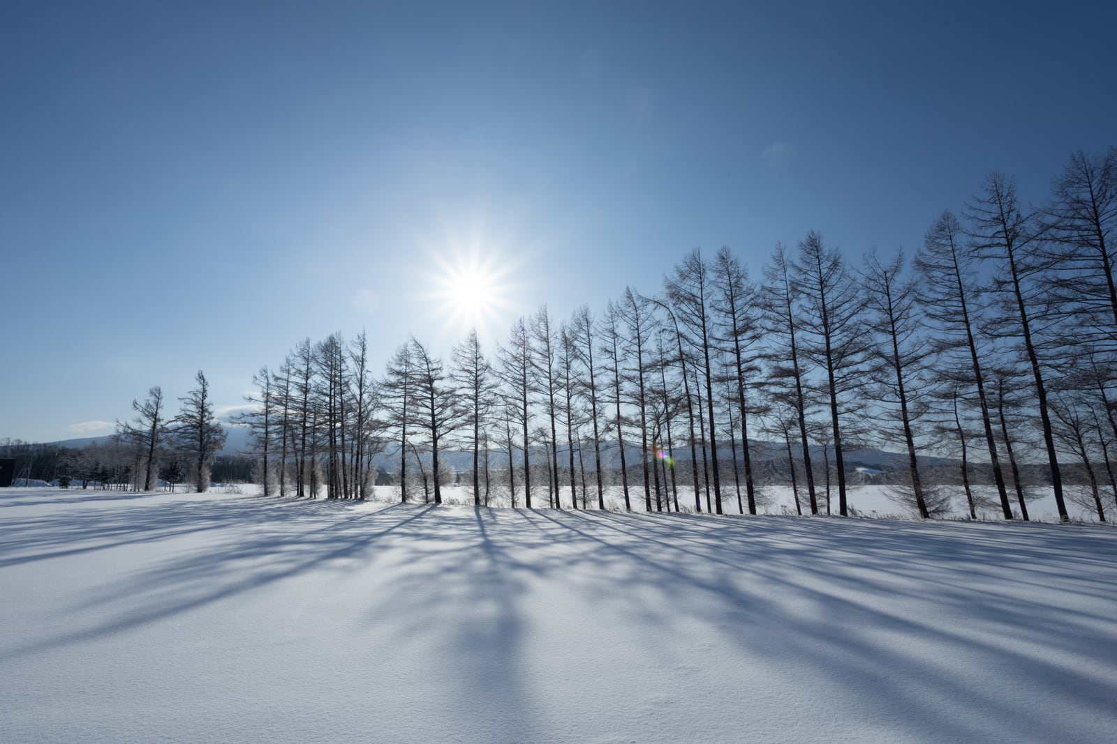 清里町の雪原と防風林