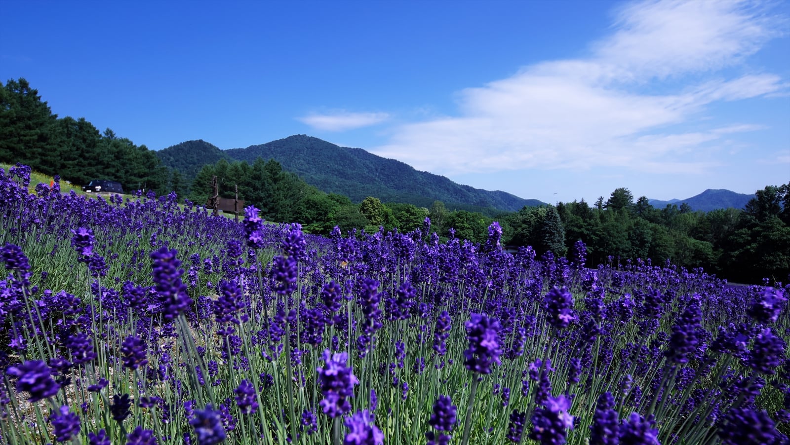富良野市のハイランド富良野のラベンダー